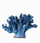 Miniatura Coral Azul